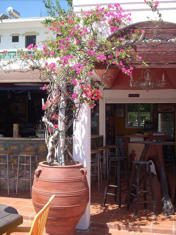 Gorgona * Faliraki